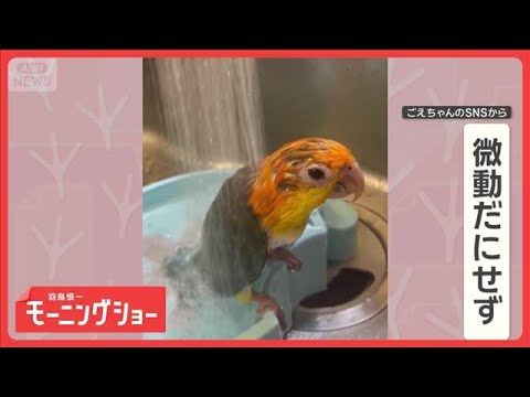 水浴びが独特！　まるで“滝行”　シャワーを頭からかぶるインコさん　なぜ動かない？【羽鳥慎一モーニングショー】(2026… サムネイル