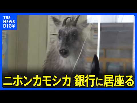駅前の銀行内に「ニホンカモシカが立てこもり」　銀行から110番通報　新潟・JR柏崎駅前の繁華街　数時間後…麻酔吹き矢で… サムネイル