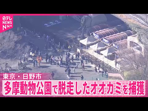 【速報】多摩動物公園で脱走したオオカミ　園内で捕獲　東京・日野市 サムネイル