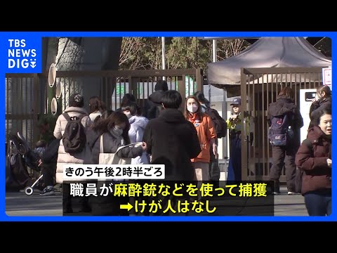 オオカミ1頭が一時脱走するも園内で麻酔銃などを使い捕獲　来年1月2日に営業再開予定　東京・多摩動物公園｜TBS NEW… サムネイル