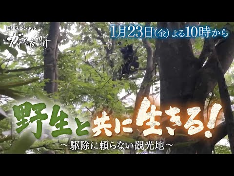 ガイアの夜明け【野生と共に生きる！～駆除に頼らない観光地～】予告 サムネイル