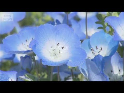 丘一面を青く染め…ネモフィラ七分咲きで見ごろ　茨城・国営ひたち海浜公園(2026年4月11日) サムネイル