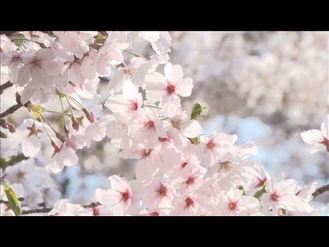 桜の名所・目黒川で初の試み…混雑防止の「目隠し幕」　上野公園も花見客が殺到【もっと知りたい！】【グッド！モーニング】(… サムネイル