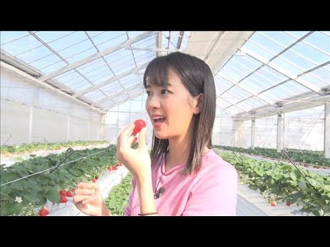 イチゴ最盛期　農園で規格外を格安販売…「非常に出来が良い」【もっと知りたい！】【グッド！モーニング】(2026年1月3… サムネイル