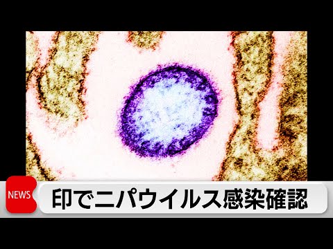 致死率40～75％「ニパウイルス」インドで2件の感染例確認　アジア各国は検疫強化対応も サムネイル