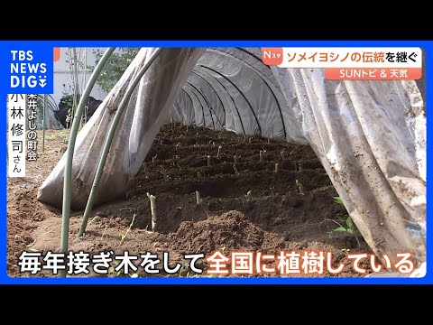 ソメイヨシノ発祥の地　染井吉野桜記念公園　今も続く「接ぎ木」活動　成長した苗木は全国に植えられ花を咲かす　東京・豊島区… サムネイル