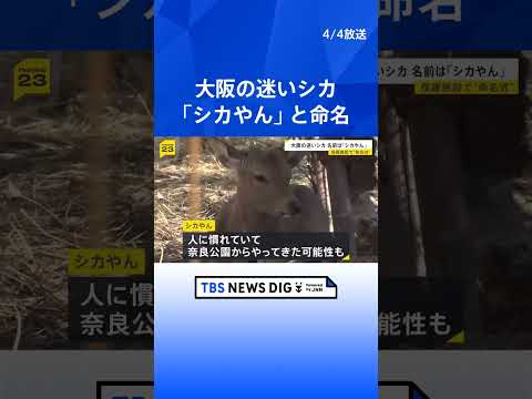「シカやん」名前決定　奈良から来た？大阪市内に迷い込み捕獲されたシカ　引き取られた大阪府の温泉施設で命名式｜TBS N… サムネイル