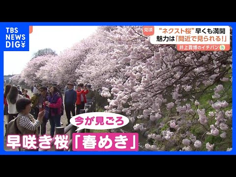 人気桜・ソメイヨシノの次を狙う“ネクスト桜” 「春めき」満開でにぎわう　東京の桜…開花はいつ！？｜TBS NEWS D… サムネイル
