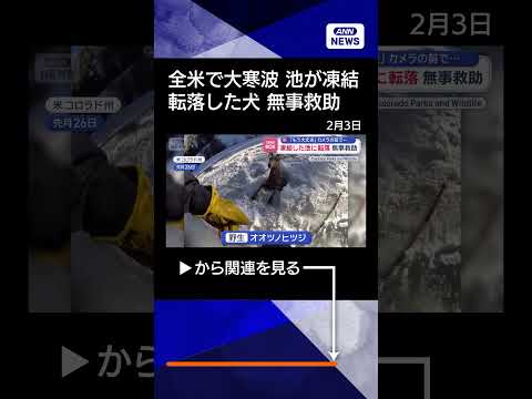 【ニュース】全米大寒波　凍結した池に犬や野生動物が転落　無事救助「もう大丈夫」shorts サムネイル