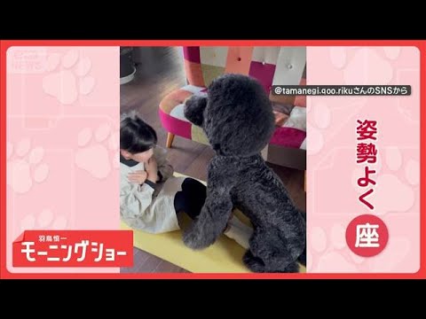 「頑張れワン」名トレーナー犬！　しっぽフリフリで応援も　筋トレをサポートしてる？【羽鳥慎一モーニングショー】(2026… サムネイル