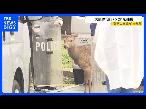 大阪の“迷いジカ”ついに捕獲…奈良からきた可能性も　奈良県知事は「奈良公園から出た鹿は天然記念物ではなくなる」“受け入… サムネイル