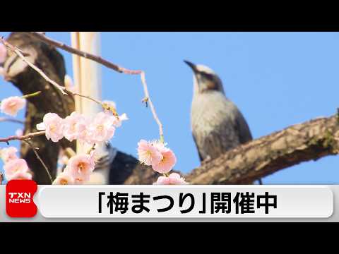 湯島天神「梅まつり」 今月末に見頃 サムネイル