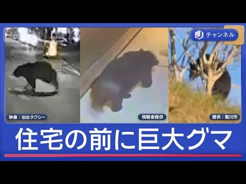 「都市化したクマ」年の瀬の仙台　市街地に…【スーパーJチャンネル】(2025年12月29日) サムネイル