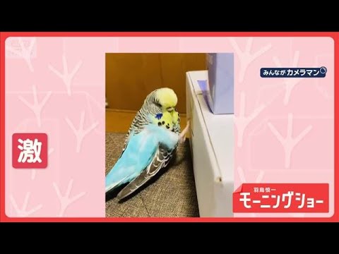 ダダダ！　超高速タッチ　脚で箱を高速でたたくインコさん　中身を確認してるの？【羽鳥慎一モーニングショー】(2026年2… サムネイル