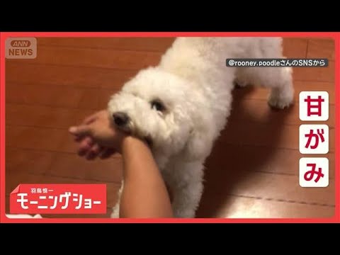 甘がみと飼い主さんが大好きだワン　「かっこいい」褒められると…我に返る？　【羽鳥慎一モーニングショー】(2025年12… サムネイル