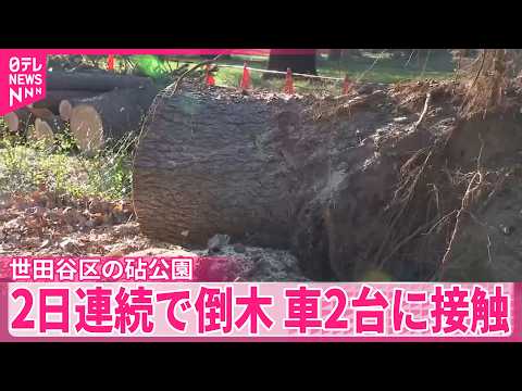 【車2台に接触】スギの木倒れ  きのうはサクラが倒木  東京・世田谷区の砧公園 サムネイル