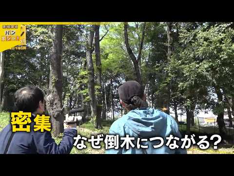【桜が根元から】各地で相次ぐ倒木被害　約1か月で5本も…共通点は？『バンキシャ！』 サムネイル