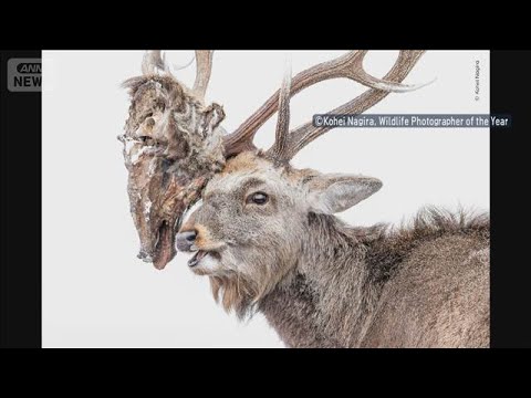 世界的生物写真コンテストで快挙　エゾシカの写真で日本人初受賞(2026年3月26日) サムネイル