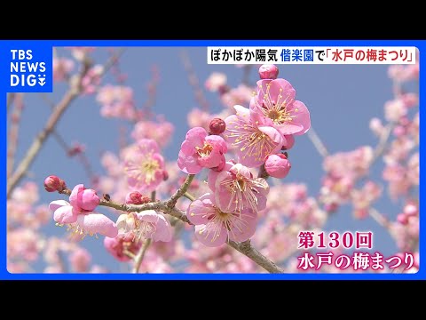 「春が近づいてきた」茨城・水戸市の偕楽園で梅まつり　ぽかぽか陽気で半分ほどの梅が見頃に　来月22日まで開催｜TBS N… サムネイル