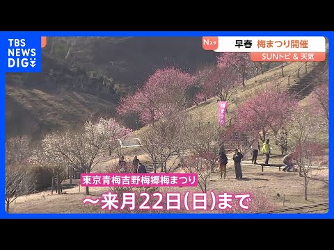 早春 梅まつり開催　梅の里再植樹から10年、日本一の梅の里を襲った悲劇　東京・青梅市【SUNトピ】｜TBS NEWS… サムネイル