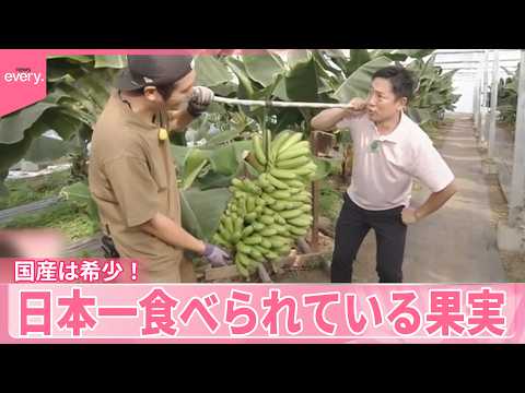 【いまダケッ】国産は希少！濃厚もっちり  日本一食べられている果実 サムネイル
