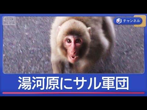 人気温泉地・湯河原にサルが大量に…なぜ？行動が過激化の理由は【スーパーJチャンネル】(2025年12月22日) サムネイル
