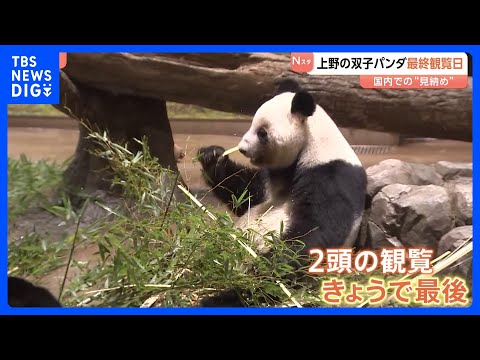 「バイバイって声をかけました」国内で見納め　上野の双子パンダ最終観覧日　「シャオシャオ」・「レイレイ」あさって（27日… サムネイル
