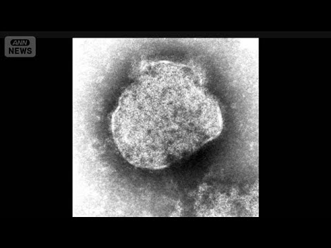 はしか感染者数急増　去年の同時期の4倍超に【スーパーJチャンネル】(2026年3月24日) サムネイル