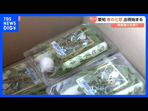 「春の七草」出荷はじまる 1月7日の朝に向けて　愛知･豊田市｜TBS NEWS DIG サムネイル