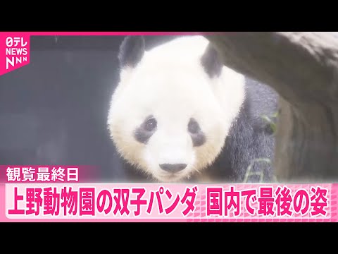 【国内で最後の姿】上野動物園の双子パンダ  観覧最終日に多くのファン サムネイル