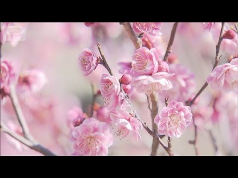 春目前！梅の花が見ごろ　園内に漂う甘い香り　山梨・甲府市(2026年2月21日) サムネイル