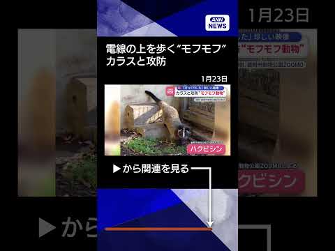 【ニュース】カラスと攻防“モフモフ動物”「びっくりした」珍しい映像 shorts サムネイル
