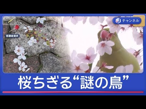 満開の桜をちぎって落とす“謎の鳥”正体は？　絶景名所で被害相次ぐ【スーパーJチャンネル】(2026年4月1日) サムネイル