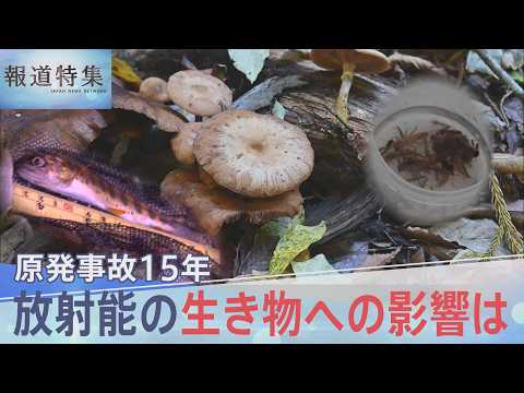 原発事故15年 キノコ、ヤマメ、アユ、ヒラメ…放射能の生き物への影響は【報道特集】｜TBS NEWS DIG サムネイル