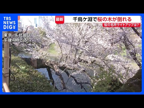 東京・千代田区の千鳥ヶ淵で桜の木1本が根本から折れる　けが人なし　千鳥ヶ淵緑道では「さくらまつり」開催中　ライトアップ… サムネイル
