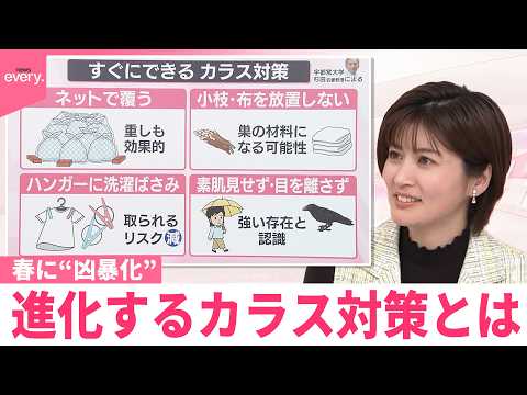 【なるほどッ！】人を襲うことも  春に“凶暴化”カラス  進化する対策とは サムネイル