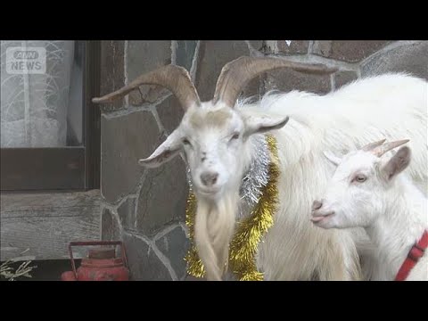 「拾得物のヤギ」世話する男性に感謝状　千葉県警【スーパーJチャンネル】(2025年12月23日) サムネイル