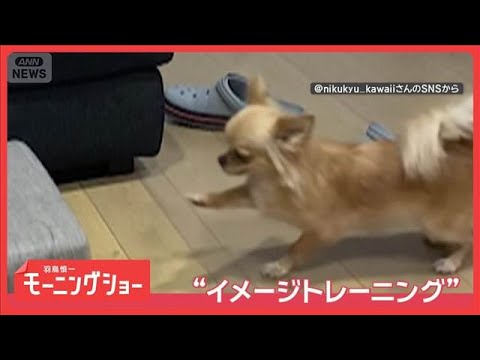 “イメトレ”してるの？　距離を測って…ジャンプ！　ソファが大好きなワンちゃん【羽鳥慎一モーニングショー】(2026年3… サムネイル