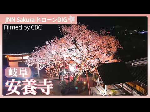 岐阜・安養寺の桜【JNN sakuraドローンDIG 2026】｜TBS NEWS DIG サムネイル