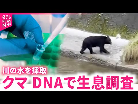 【クマ】川の水で居場所を特定!? DNA活用した熊の生息調査開始へ　秋田　NNNセレクション サムネイル