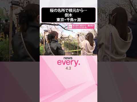 【千鳥ヶ淵】｢さくらまつり｣の開催中  桜の名所で根元から倒木  shorts サムネイル