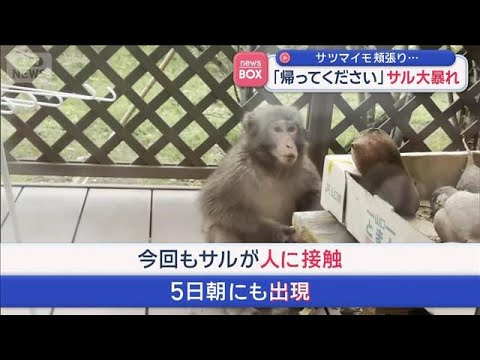 「帰ってください」サツマイモ頬張り　サル大暴れ　山口・周南市【スーパーJチャンネル】(2026年4月7日) サムネイル