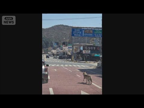 韓国・動物園からオオカミ脱走　周辺住民には注意喚起も　250人態勢で行方追う(2026年4月8日) サムネイル