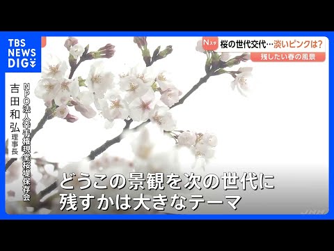 進む桜の「老木化」 世代交代の必要性と戸惑いの声　淡いピンク「ソメイヨシノ」を未来に残すために…検討重ねる現場の苦悩も… サムネイル