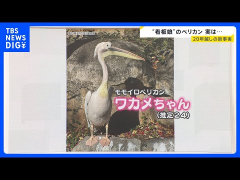 ペリカン“看板娘”「ワカメちゃん」、実は男の子でした｜TBS NEWS DIG サムネイル