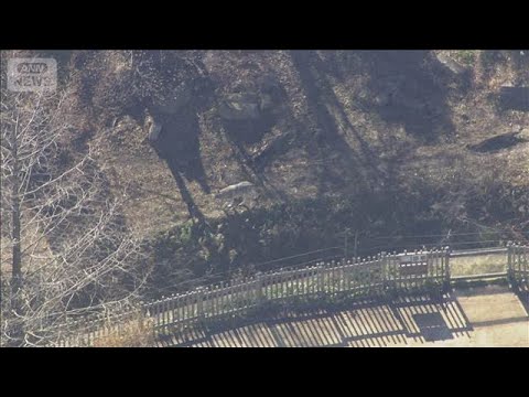 【速報】多摩動物公園で脱走のオオカミ　午後2時20分に園内で発見・捕獲　けが人なし(2025年12月28日) サムネイル
