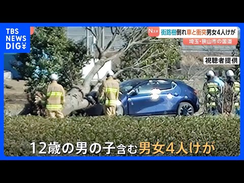 「車が倒木と衝突した」国道で街路樹が倒れ走行中の車に衝突　男女4人がけが　高さ約12メートル 太さ約1メートルの欅の木… サムネイル