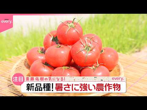 【“開発10年”】暑さに強い野菜、次々…夏も生産安定  新品種トマトの農家を取材『斎藤佑樹の気になる！』 サムネイル