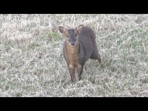 クマいない千葉県で…キョン増殖「人恐れない」　鳴き声に住民困惑　農作物被害が深刻【もっと知りたい！】【グッド！モーニン… サムネイル