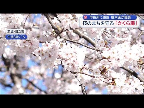 花見の名所悩ます被害　千鳥ケ淵の桜倒れる　桜のまちを守る「さくら課」も…【スーパーJチャンネル】(2026年4月2日) サムネイル